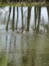 Ratiboř (Raciborz) - Arboretum Moravské brány a minizoo