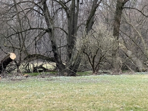 Národní přírodní rezervace Polanská Niva