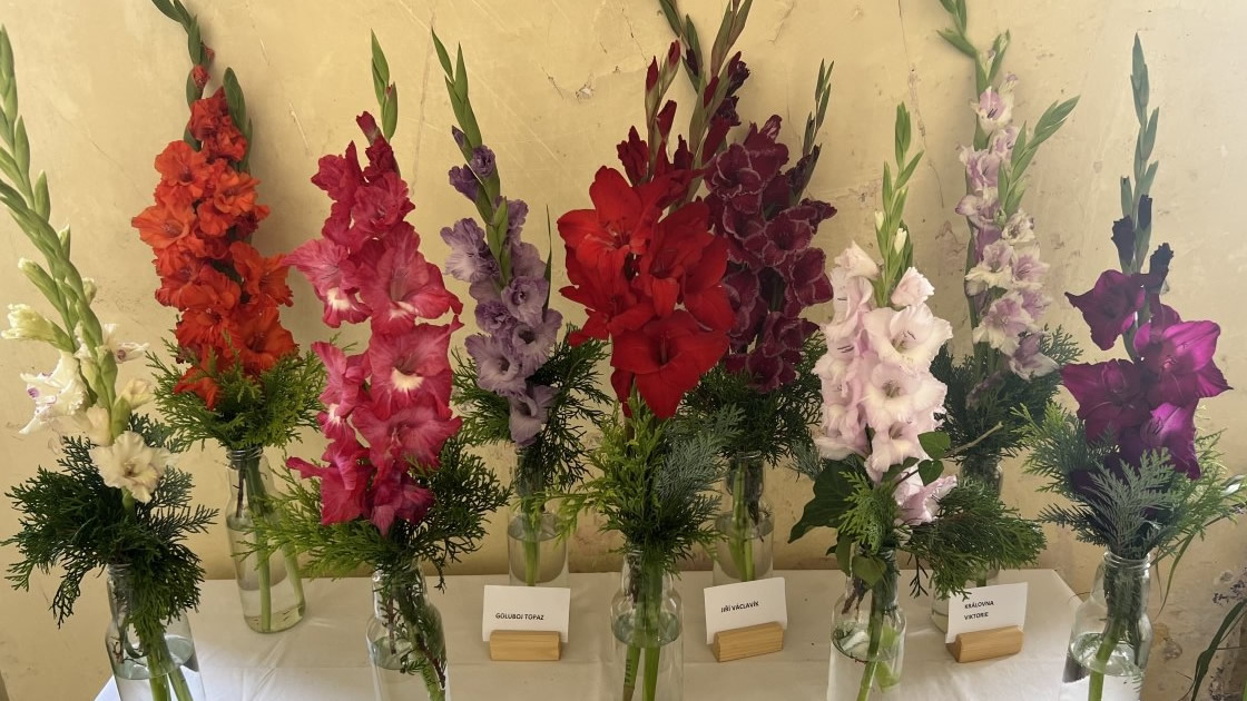 Výstava gladiol 2024
